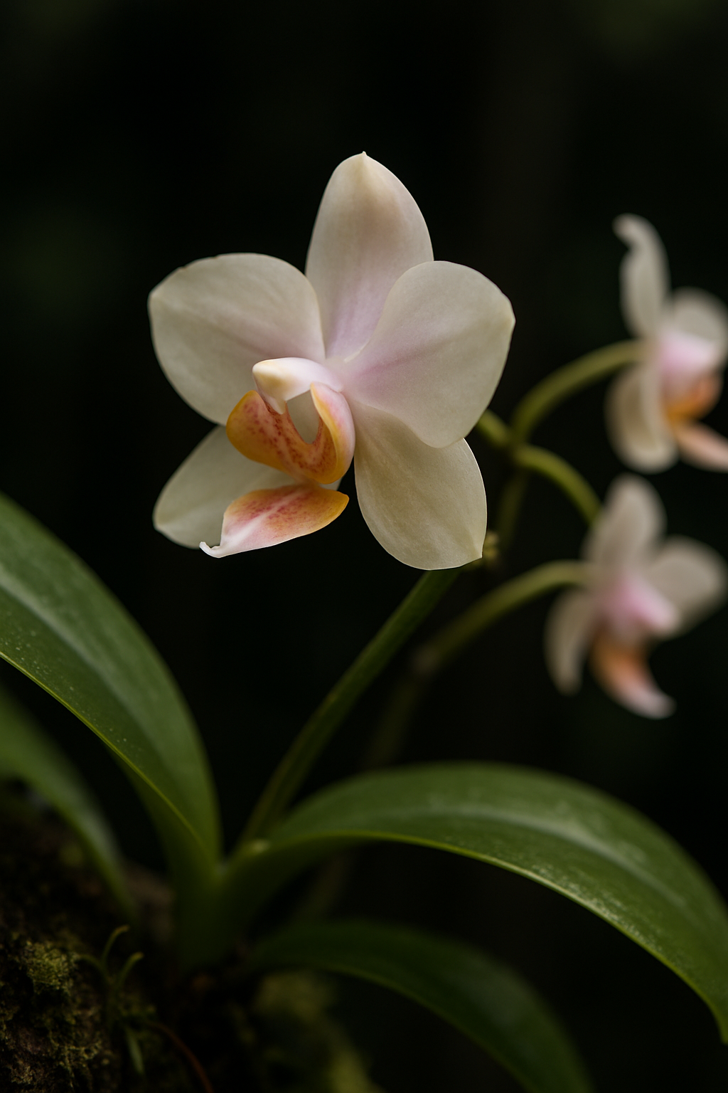 Robinsonii Orchid